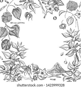 Ashwagandha hand drawn border frame pattern with berries, lives and branch in black color on white background. Retro vintage graphic design Botanical sketch drawing. Vector illustration.