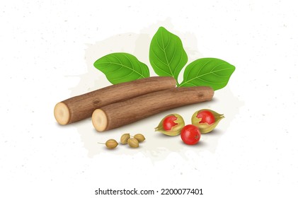 Ashwagandha herb Roots stems vector illustration with Ashwagandha shrub berries and leaves 