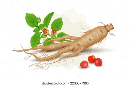 Ashwagandha or Indian Ginseng Ayurveda medicine dry stems and berries vector illustration with green leaves or roots