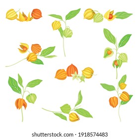 Ashwagandha or Indian Ginseng as Perennial Specie with Elliptic Leaves and Bell-shaped Flowers Vector Set
