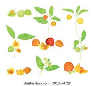 Ashwagandha or Indian Ginseng as Perennial Specie with Elliptic Leaves and Bell-shaped Flowers Vector Set