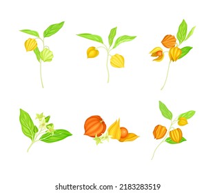 Ashwagandha or Indian Ginseng as Perennial Specie with Elliptic Leaves and Bell-shaped Flowers Vector Set