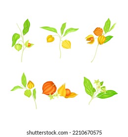 Ashwagandha or Indian Ginseng as Perennial Species with Elliptic Leaves and Bell-shaped Flowers Vector Set