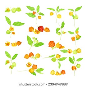 Ashwagandha or Indian Ginseng as Perennial Species with Elliptic Leaves and Bell-shaped Flowers Big ector Set