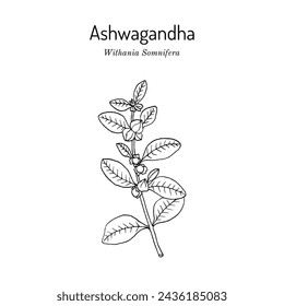 Ashwagandha, or Indian ginseng (Withania somnifera), medicinal plant. Hand drawn botanical vector illustration