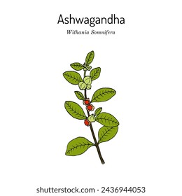 Ashwagandha, or Indian ginseng (Withania somnifera), medicinal plant. Hand drawn botanical vector illustration