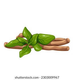 Ashwagandha root and leaf vector illustration. Cartoon isolated bunch of dry root sticks, branch with green leaves of Ashwagandha ayurvedic plant, traditional Indian ingredient of Ayurveda medicine