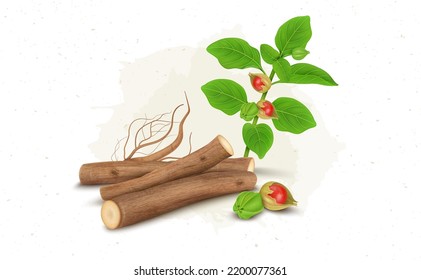 Ashwagandha roots stem with plant and berries vector illustration isolated on white background