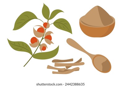 Ashwagandha roots stem with plant and berries vector illustration isolated on white background. Bowl and spoon with Ashwagandha powder