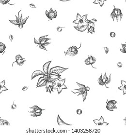 Ashwagandha Seamless Pattern Hand Drawn With Berries, Lives And Branch In Black Color On White Background. Retro Vintage Graphic Design Botanical Sketch Drawing, Vector Illustration.