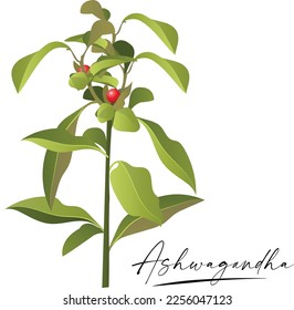 Ashwagandha vector logo in flat style Isolated object. Super food Ashwagandha medical herb. Vector illustration.