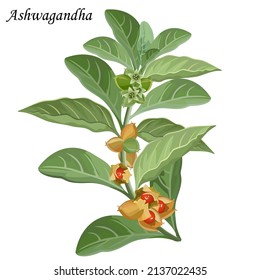 Ashwagandha (withania somnifera, indian ginseng), vector illustration.