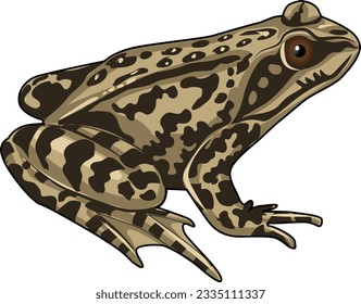 Asia frog  illustration in brown