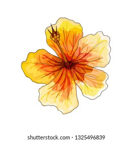 Asia tropical orchid, red flower with orange and yellow veins on white background, digital draw tropical plant, realistic vector botanical illustration for prints and design