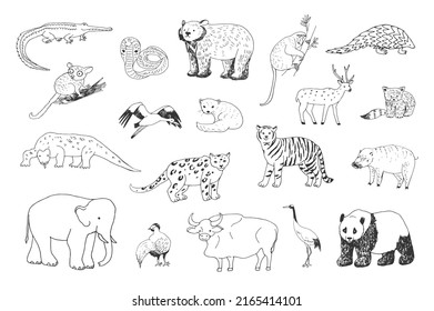 Asian animals vector elephant, bear, panda, leopard, tiger illustrations line set