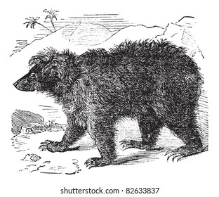Asian bear (Ursus labiatus), vintage engraved illustration. Trousset encyclopedia (1886 - 1891).