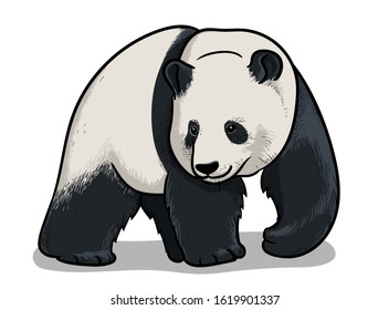 Asian big panda walking isolated in cartoon style. Educational zoology illustration, coloring book picture.