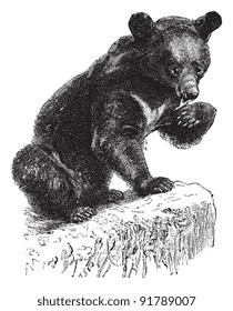 Asian black bear (Ursus thibetanus) / vintage illustration from Meyers Konversations-Lexikon 1897