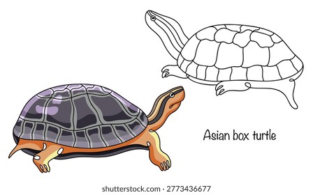 Asian box turtle. Two small, hand-drawn, round-shelled tortoises. They have a dark shell and a head with longitudinal stripes on top. These unusual animals are depicted on a white background. 