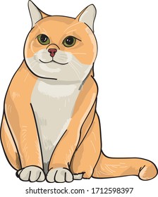 asian cat - isolated vector illustration