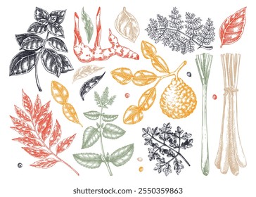 Conjunto de bocetos de hierbas y especias de cocina asiática. Albahaca, curry, calangal, cilantro, dibujo de cal. Especias de cocina Ilustración vectorial dibujada a mano. NO se ha generado IA