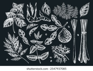 Especias de cocina asiática - conjunto de bocetos. Albahaca, curry, calangal, cilantro, tiza de cal. Especias de cocina Ilustración vectorial dibujada a mano. NO se ha generado IA