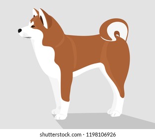 Asian dog Akita Inu, the dog is in profile isolated on a light background. Animals and nature, pet, friend, family, guard. Flat design, illustration. Vector EPS10
