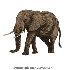 Asian Elephant or Asiatic elephant or Elephas maximus, vintage engraving. Old engraved illustration