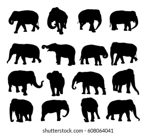 Asian elephant silhouette contour