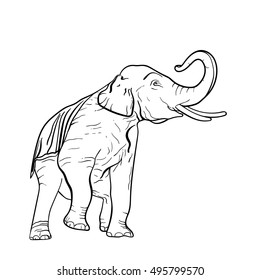 Asian elephant sketched with vector graphic.