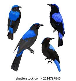 Asian Fairy Bluebird bundle vector