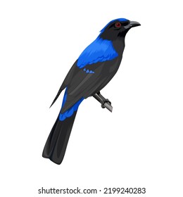 Asian Fairy Bluebird vector illustration