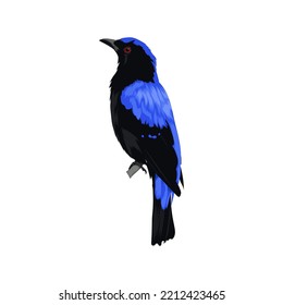 Asian Fairy Bluebird vector illustration