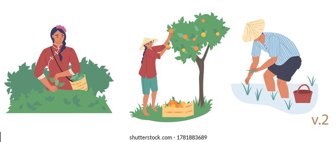 Asian farmer male and female character set, vector flat isolated illustration. People planting rice seedlings, picking tea leaves and fruit. Asian agriculture, rice farming, gardening, tea production.