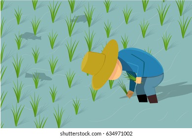 Asian Farmer planting rice in field, vector