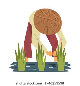 Asian Farmer in Straw Conical Hat Harvesting Rice in Paddy Field Cartoon Style Vector Illustration on White Background