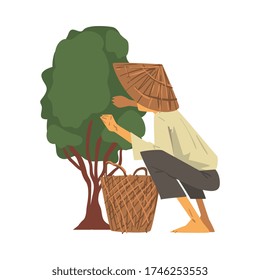 Asian Farmer in Straw Conical Hat Picking up Tea Leaves Cartoon Style Vector Illustration on White Background