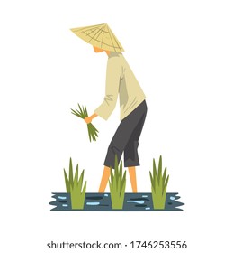 Agricultor asiático en sombrero cónico de paja cosechando arroz en campo de Paddy, personaje masculino campesino trabajando en vectores de estilo de caricatura de campo Ilustración