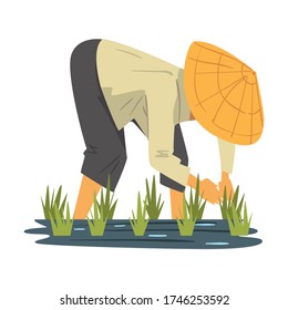 Asian Farmer in Straw Conical Hat Caring for Plants on Paddy Field Cartoon Style Vector Illustration on White Background