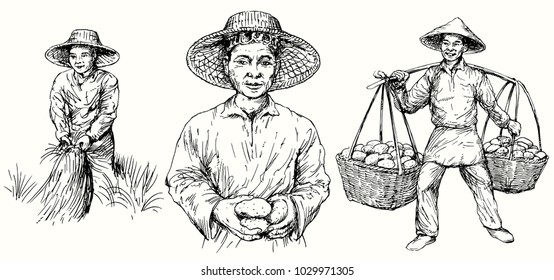 Asian farmers harvest potatoes and rice. Hand drawn set.