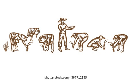 Asian farmers harvest rice by hand vector illustration
