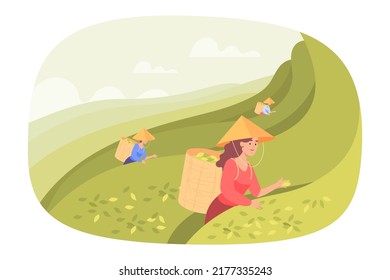 Asian farmers picking tea leaves on plantation mountains. Landscape with green hills or fields, tea gathering or production scene flat vector illustration. Agriculture, farming concept for banner
