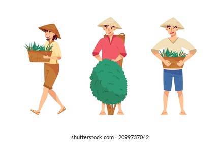 Asian farmers working on farm set. Peasants in straw conical hats planting rice and harvesting tea on field cartoon vector illustration