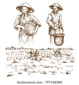 Asian farmers working on Field. Hand drawn illustration. Rice harvest.