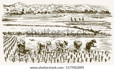 Asian farmers working on Field. Hand drawn illustration. Rice harvest.