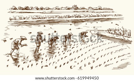 Asian farmers working on Field. Hand drawn illustration. Rice harvest.