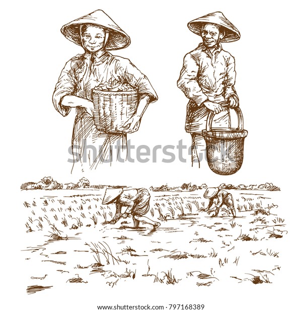 Asian Farmers Working On Field Hand Stock Vector (Royalty Free) 797168389