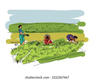 Asian farmers working on Rice Field. Vector Illustration. Rice harvest