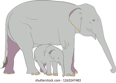 Asian female elephant and her baby vector