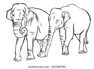 Asian female elephants walk together, hand drawing line art drawing 